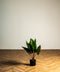 Κολοκασία Τεχνητή Πράσινη Plant 60cm