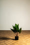 Κολοκασία Τεχνητή Πράσινη Plant 60cm